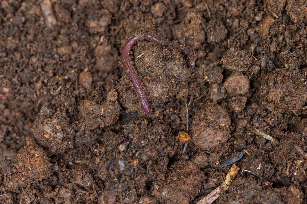 Importance Of Organic Matter In Soil For Land Rehabilitation 1 organic matter